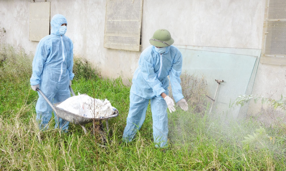 Thuận Thành phát triển chăn nuôi gắn với kiểm soát dịch bệnh
