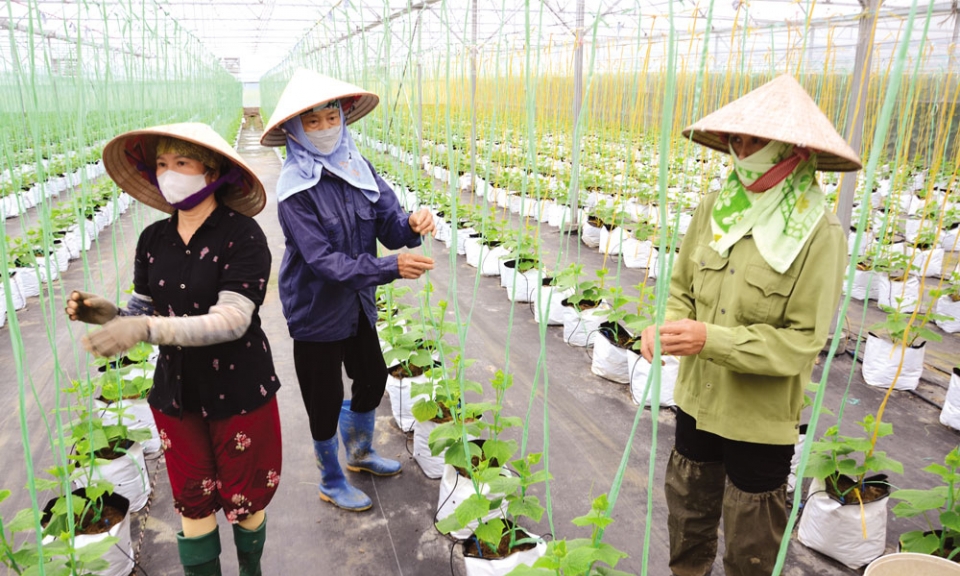 Tích tụ ruộng đất, thúc đẩy phát triển nông nghiệp hàng hóa