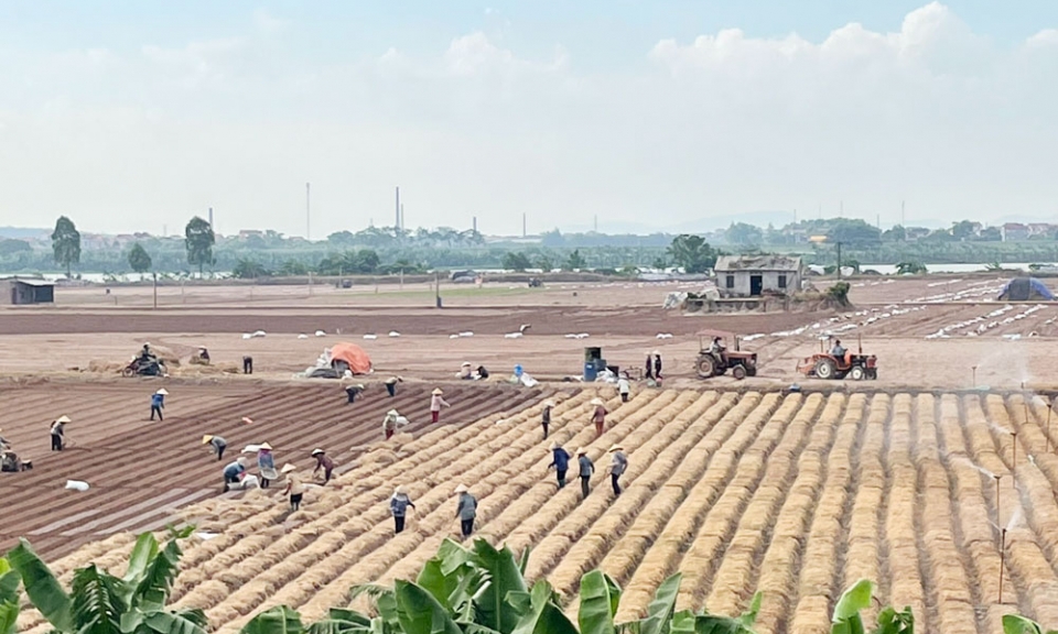 “Áo mới”  cho vùng đất bãi ven sông