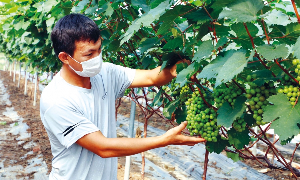 Tạo dựng mô hình HTX kiểu mẫu dẫn dắt kinh tế tập thể phát triển