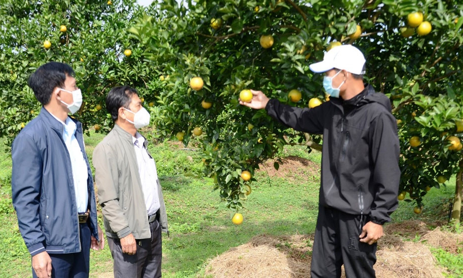 Chuyển đổi cơ cấu cây trồng  trên đất lúa