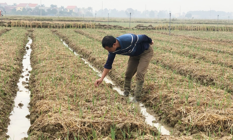 Tỏi tía, cây vụ Đông giá trị kinh tế cao ở Gia Bình
