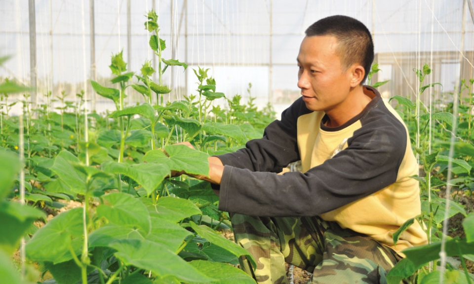 Dệt xanh vùng đất trũng