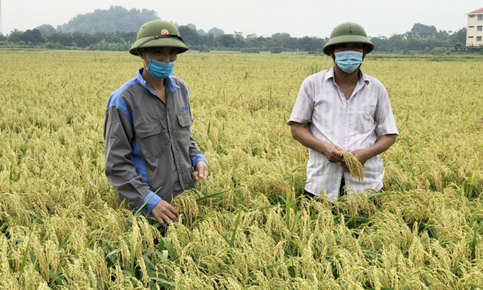 Đặc sản nếp nhung Tam Sơn