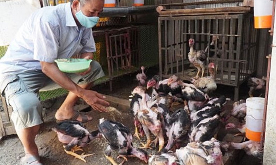 Gà Hồ thuần Việt, sản vật quý từng được “tiến Vua”