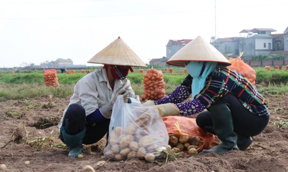 Tạo dựng thương hiệu "Khoai tây Quế Võ"