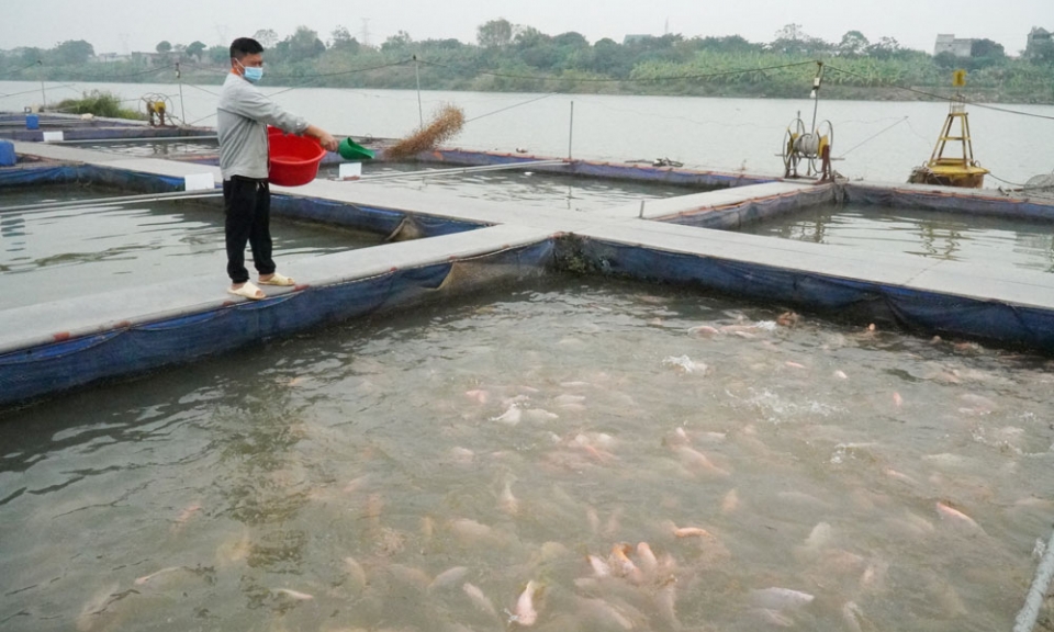 Cá lồng sông Đuống