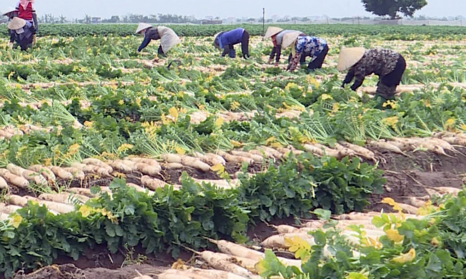 Thúc đẩy phát triển nông nghiệp hàng hóa