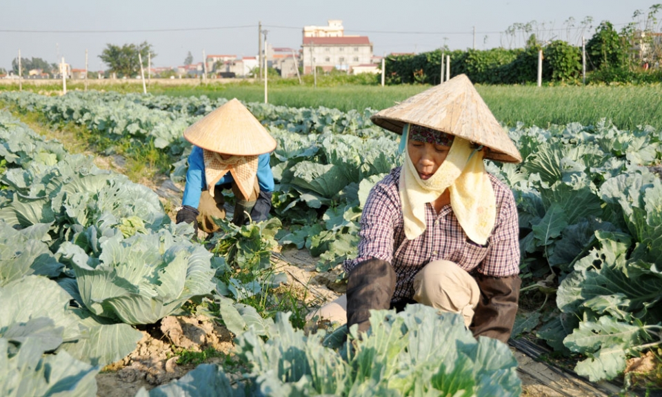 Cùng nông dân thích ứng với đại dịch