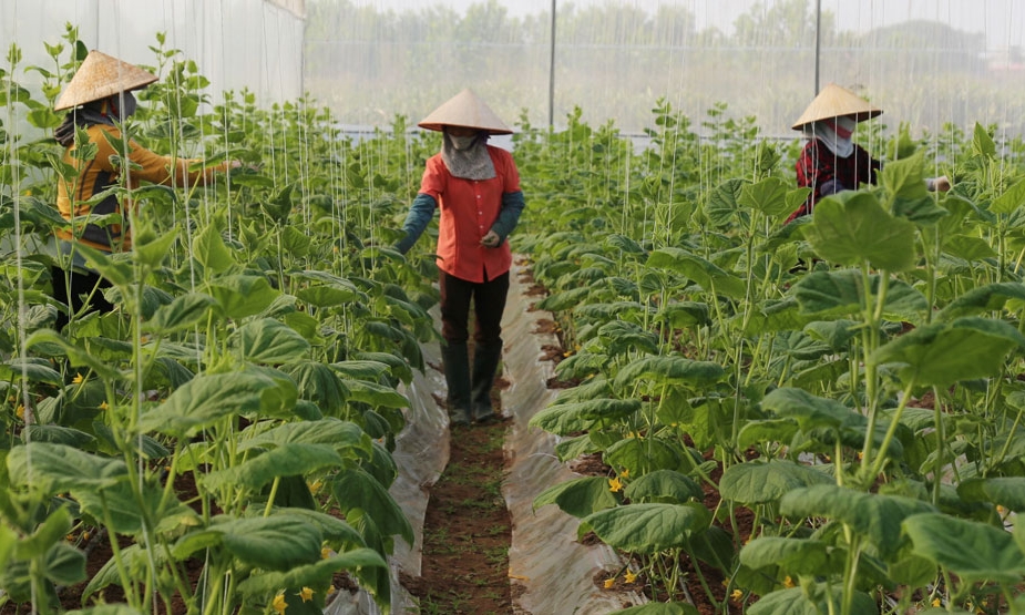Nòng cốt xây dựng nền nông nghiệp hiện đại