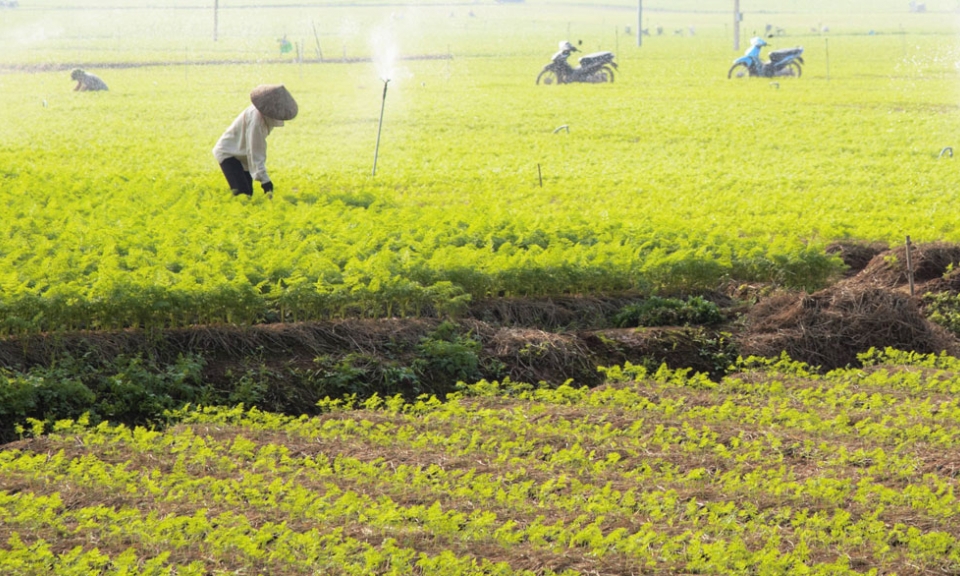 Toàn tỉnh hình thành 1.105 vùng sản xuất lúa năng suất