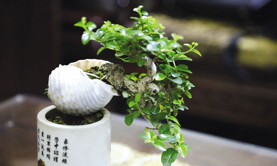 Xuân đang lấp ló