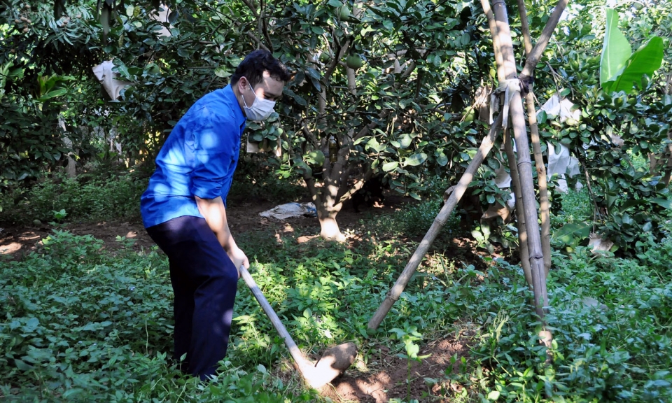 Hội Nông nghiệp và PTNT: Triển khai cải tạo được 1.480 ha vườn tạp