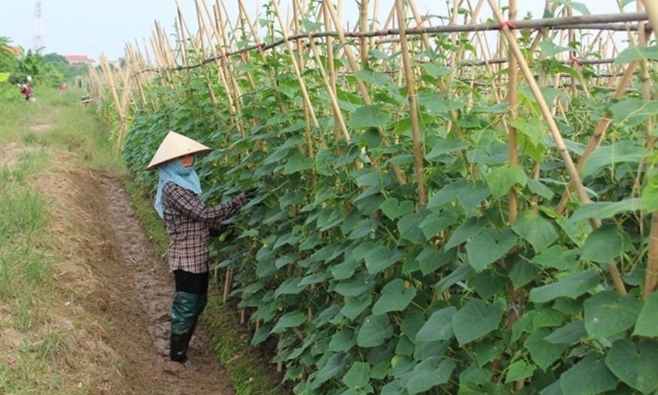 Nông dân thuận Thành thi đua sản xuất, kinh doanh giỏi