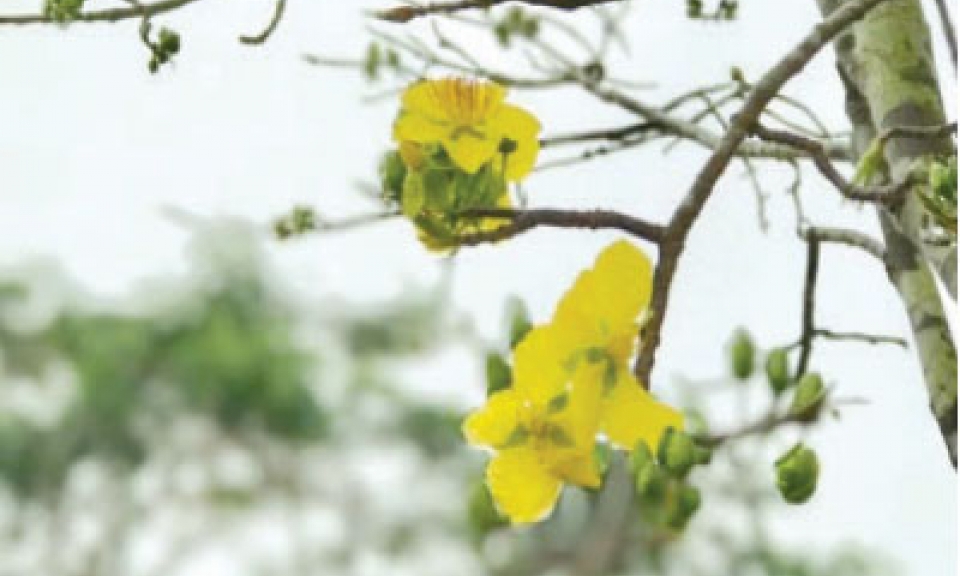 Đường đến mùa Xuân