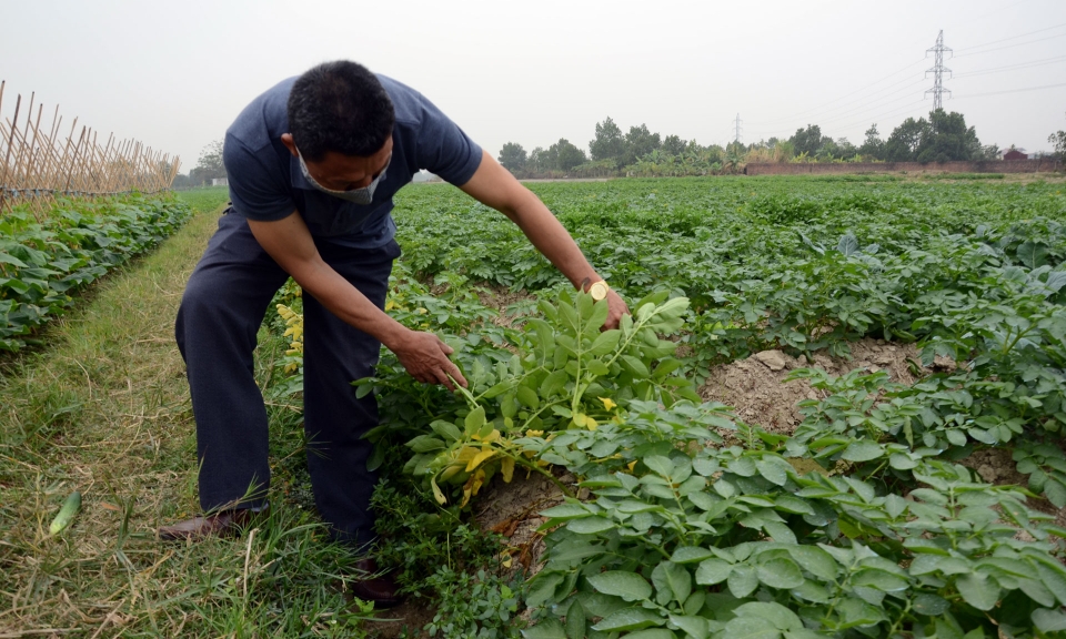 Quế Võ  chủ động thu hoạch khoai tây vụ đông