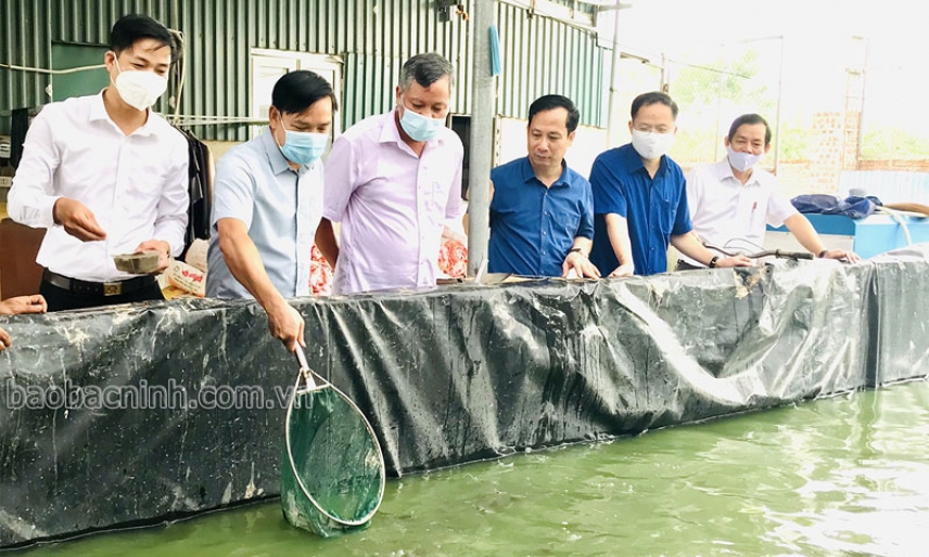 Hỗ trợ hội viên, nông dân  phát triển kinh tế
