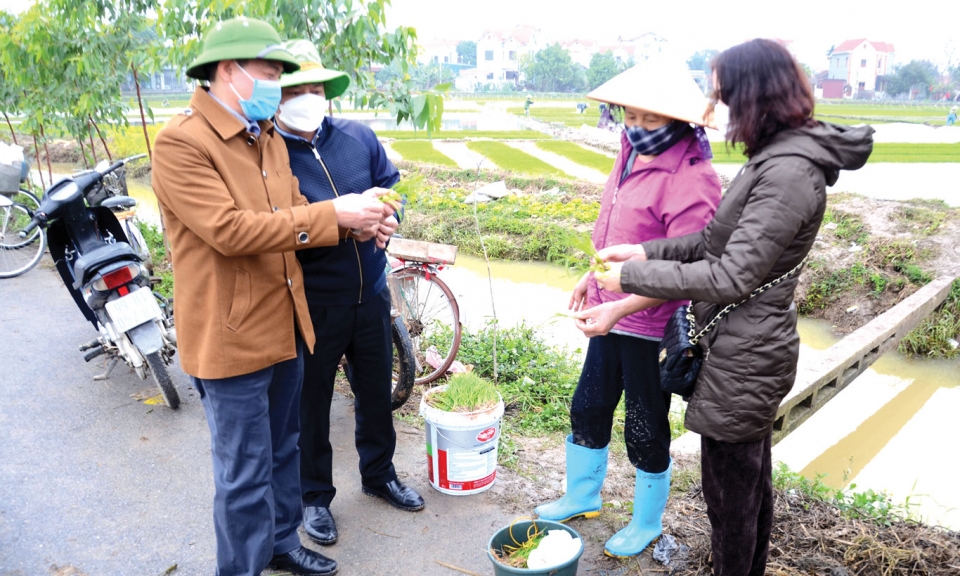 Đẩy nhanh gieo cấy lúa xuân
