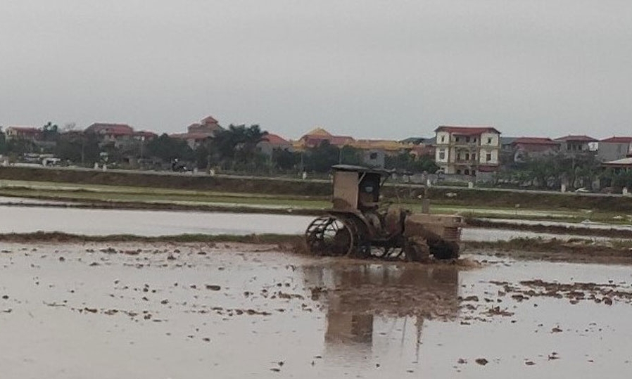 Thuận Thành hỗ trợ 50% giá giống, vật tư cho 300 ha lúa xuân có liên kết bao tiêu