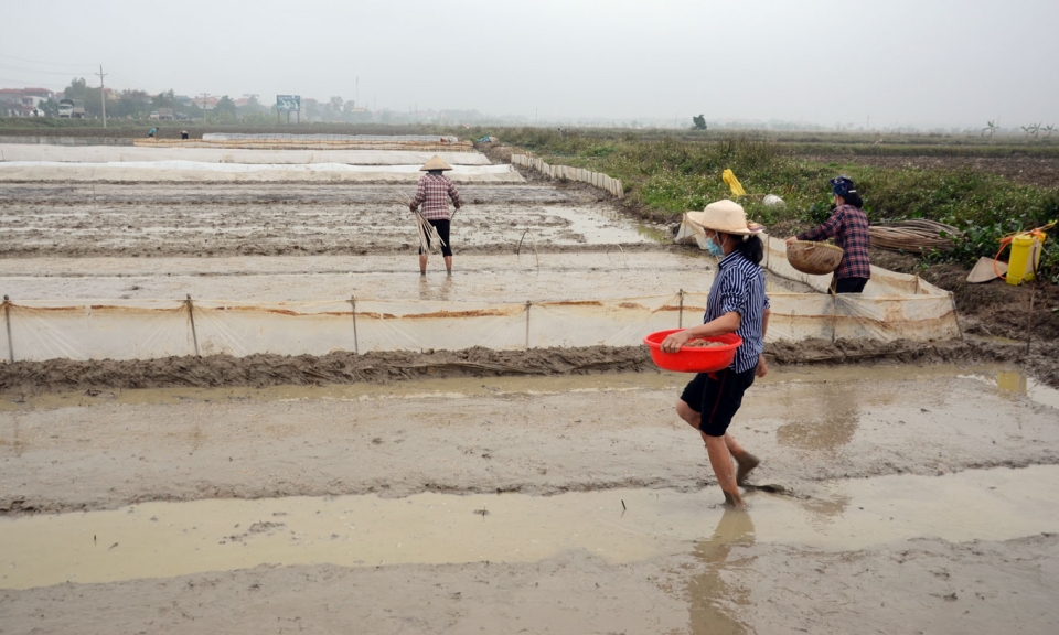 Thuận Thành mở rộng diện tích lúa  năng suất, chất lượng cao
