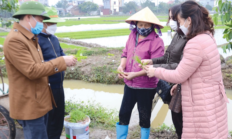 Khắc phục ảnh hưởng rét đậm, rét hại đối với sản xuất vụ xuân