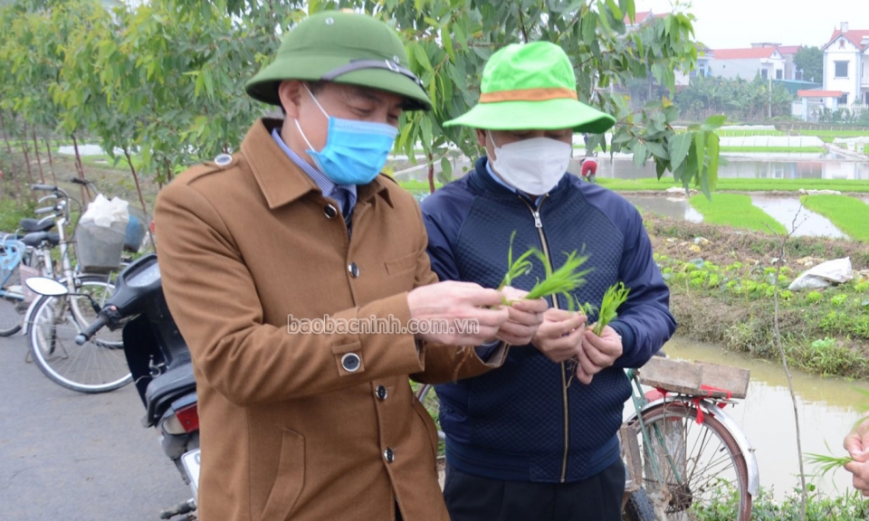 Chăm sóc, phòng trừ sâu bệnh cho lúa xuân