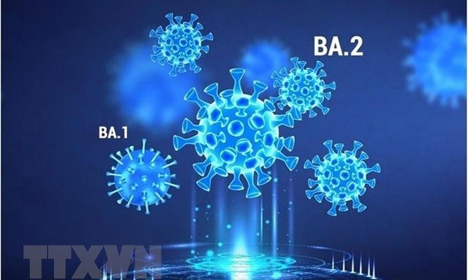 BA.2 trở thành biến thể chủ đạo gây COVID-19 trên toàn cầu