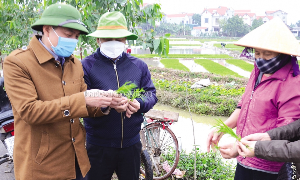 Giống lúa TBR 225  trên đồng đất Bắc Ninh