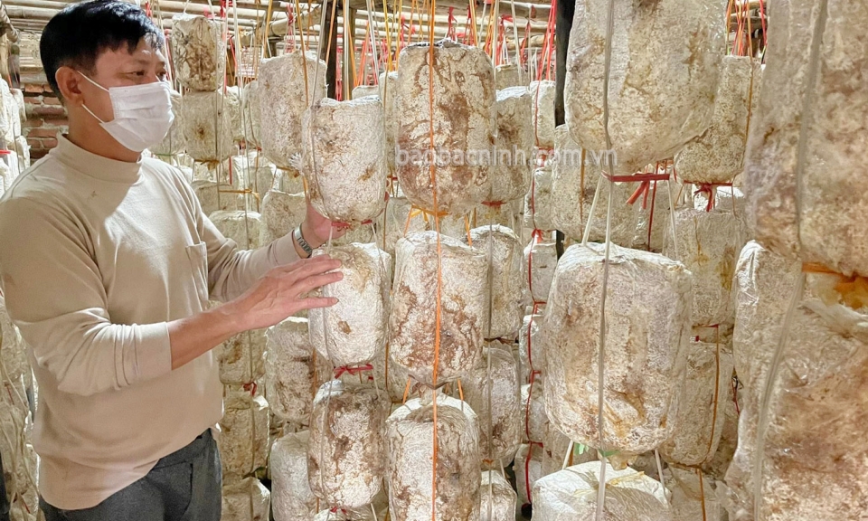Trồng nấm sò trắng dễ làm, hiệu quả cao