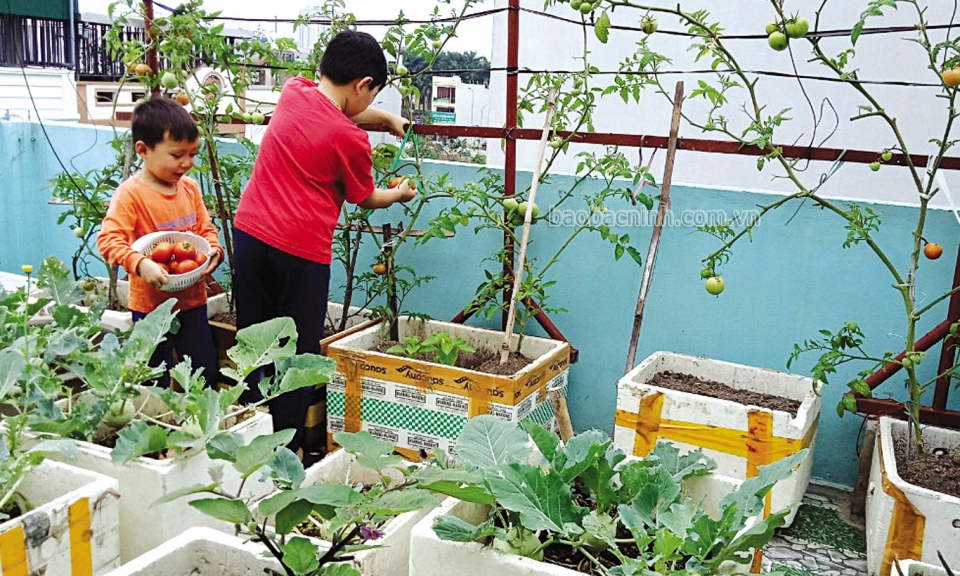 Vườn rau trong nhà phố