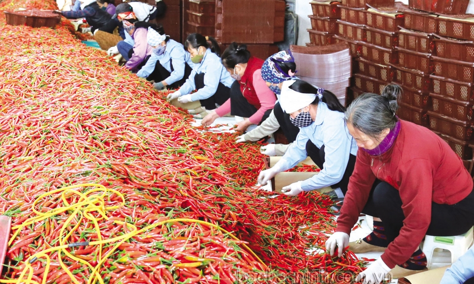 Nâng cao giá trị và phát triển  bền vững sản phẩm OCOP
