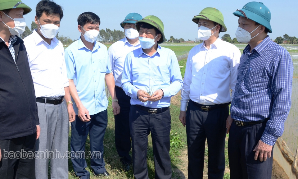 Lãnh đạo UBND tỉnh kiểm tra sản xuất vụ xuân tại huyện Lương Tài
