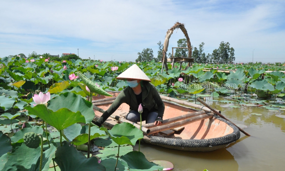 Gia Bình chuyển đổi 624,4 ha ruộng trũng sang nuôi trồng thủy sản, chăn nuôi