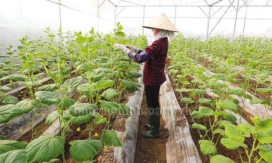 Nông sản an toàn Hải Phong khẳng định thương hiệu
