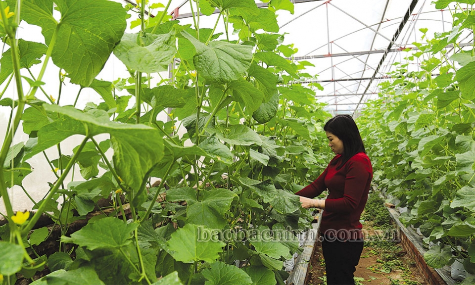 Công cụ đắc lực định hướng  phát triển nông nghiệp