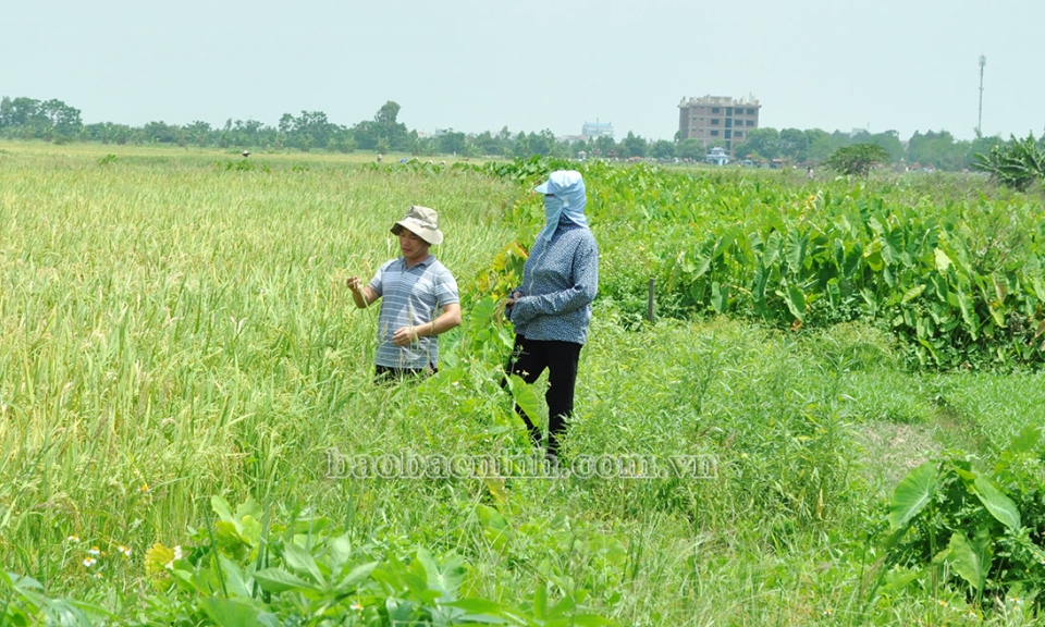 Thành phố Từ Sơn: 167 ha đất nông nghiệp không canh tác