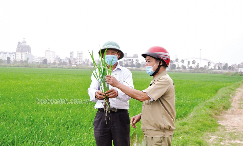 Điểm tựa làm nông nghiệp cho người dân thành phố Từ Sơn