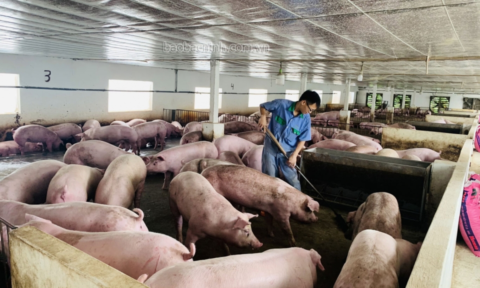Thức ăn chăn nuôi tăng giá,  người chăn nuôi “thiệt đơn, thiệt kép”