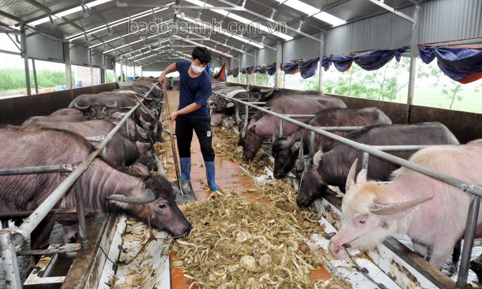 Nuôi vỗ béo gia súc  bằng thức ăn thô xanh
