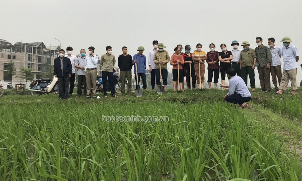 Tập huấn kỹ thuật tưới nước trong canh tác lúa thân thiện với môi trường