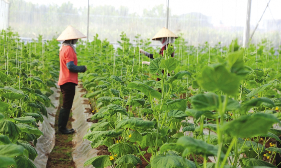 Xây dựng và phát triển sản xuất nông sản an toàn