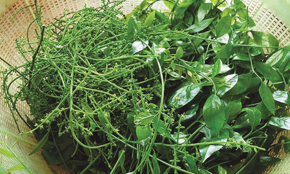 Cây đời mãi xanh