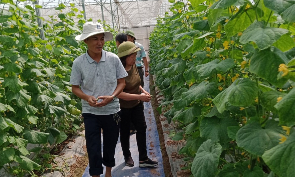 Hiệu quả từ tích tụ ruộng đất ở xã Lãng Ngâm
