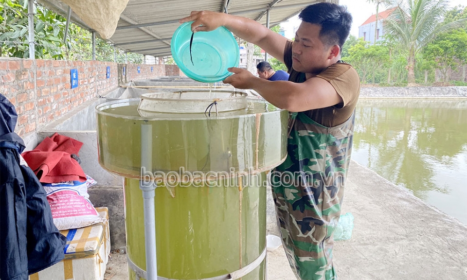 Áp dụng công nghệ vào sản xuất cá giống