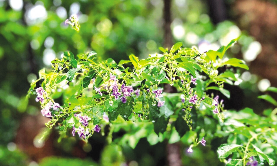 Tôi yêu những kẻ khù khờ