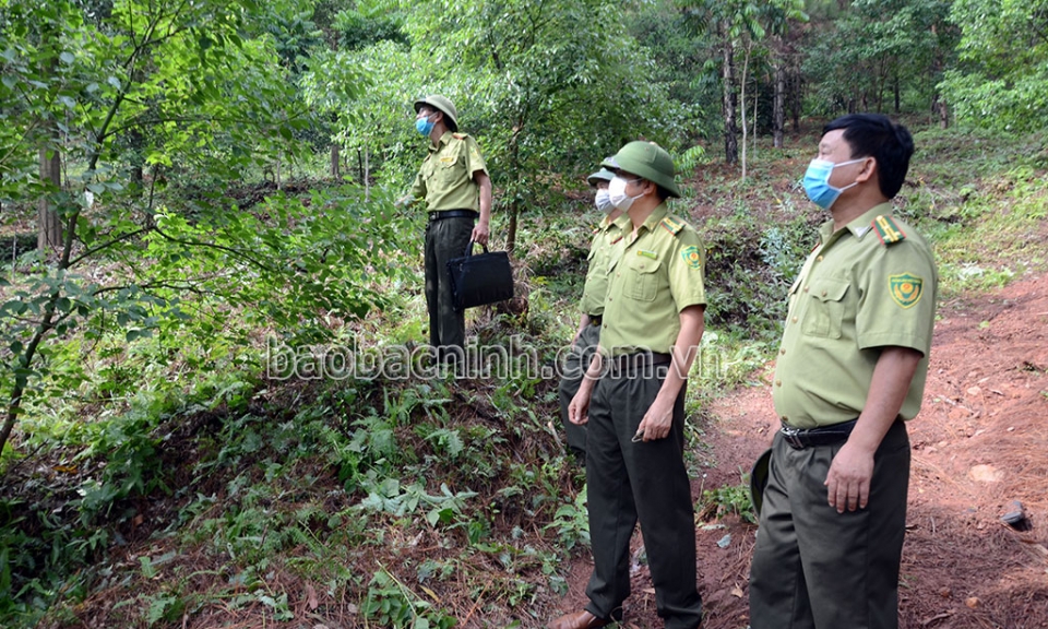 Bảo vệ và phát triển tốt diện tích rừng