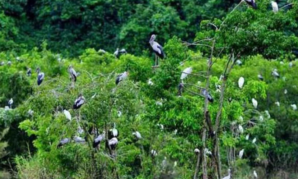 Xử lý nghiêm hành vi săn, bắt, kinh doanh chim hoang dã