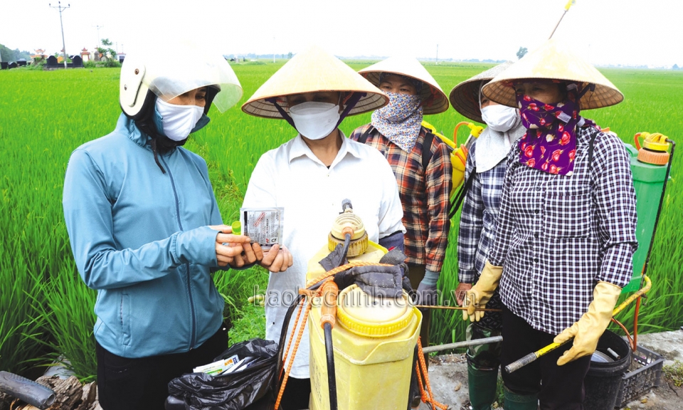 Thuận Thành  phòng trừ sâu bệnh hại lúa xuân