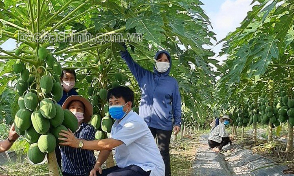 Hỗ trợ hơn 9 nghìn lượt hội viên phụ nữ huyện Quế Võ vay vốn phát triển kinh tế