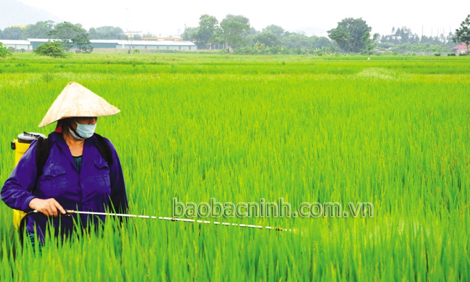 Chủ động phòng trừ bệnh đạo ôn  cổ bông trên lúa xuân
